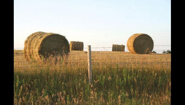 Special photo. Emergency access to Conservation Reserve Program acres for haying and grazing has now been granted for more counties in Minnesota, mainly encompassing the western two-thirds of the state.