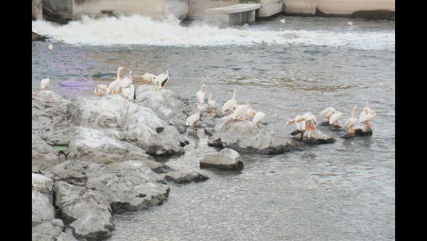 Staff photo by Scott Thoma. With the Minnesota River being lower than normal, the many pelicans that typically hang out there had much more room to rest on Sunday afternoon.