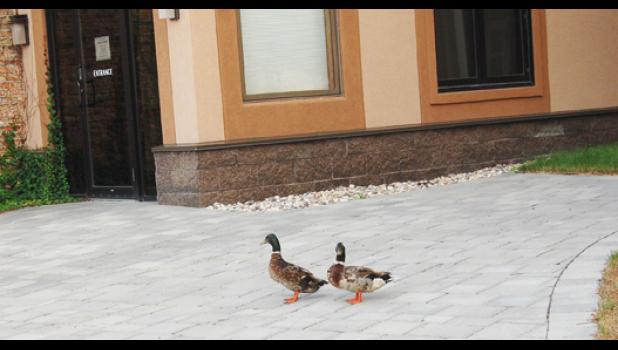 Staff photo by Scott Thoma. On the same day, two mallard ducks walked nearly an entire block by the Volstead House near the river, one following the other down the sidewalk.