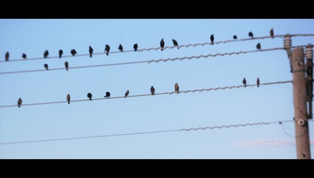 Special photo. And many birds often perch on the same telephone wire just east of Granite Falls.