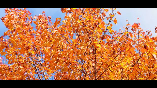 Colorful trees adorn the area.