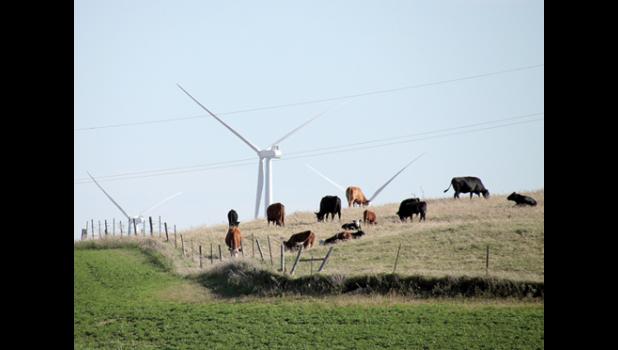 Staff Photo by Byron Higgin. Almost as if they are wild mushrooms blossoming out of the ground, wind turbines have been springing up all over the area southwest of Minneota, down to Arco, Ivanhoe and even Tyler. The mammoth wind project hovered over this group of cattle as they ignored the turbines while searching for grass to eat. These turbines were along County Road 9.