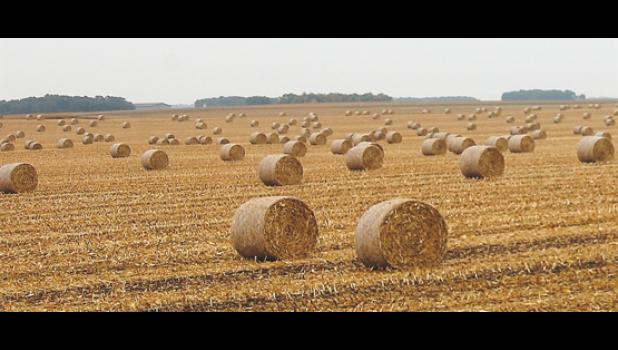 Mascot photo by Scott Thoma Farmers have also been busy baling recently. Bales were plentiful in a field between Ghent and Minneota last week.