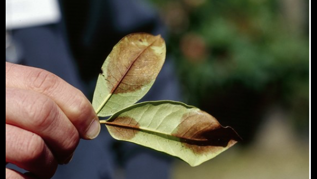 Special photo. Phytophthora ramorum symptoms on a rhododendron include large, brown blotches on the leaves.