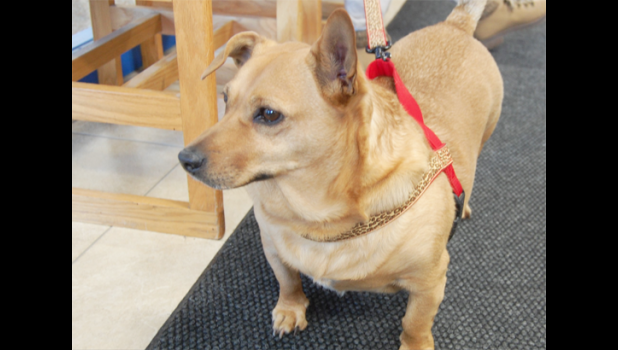 Special photo. Roger waits in the school office before beginning his work day. Each morning, Roger gets excited when he sees Hetland grab his leash at home, knowing he will soon be seeing the students and faculty that he works with at school.