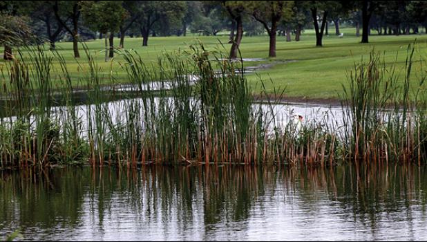 Staff Photo by Byron Higgin. A single swan swam behind the reeds at the Countryside Golf Course.