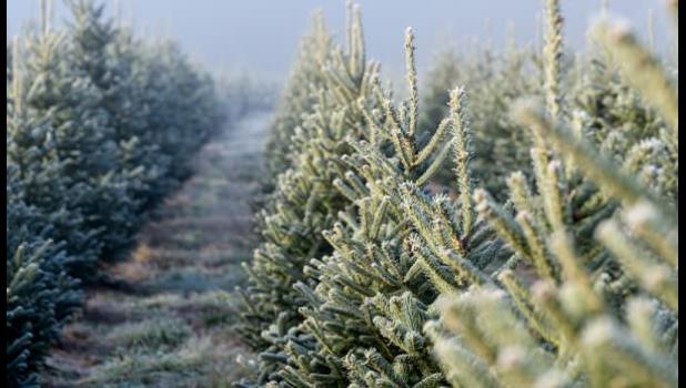 Special photo. Each Minnesota Grown Christmas tree farm and grower-owned lot offers a unique setting to enjoy finding the perfect Christmas tree; many also offer free family-friendly activities like sleigh rides, visits with Santa, and nature walks.