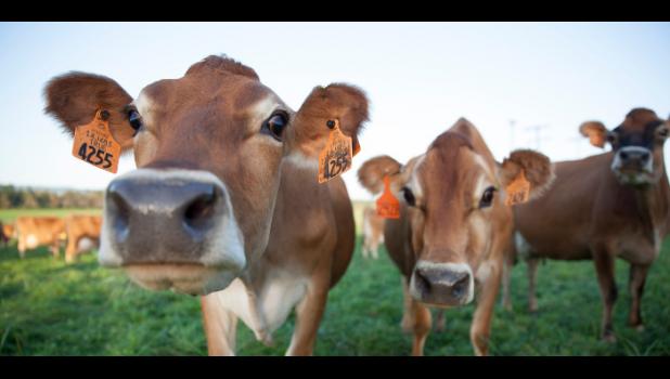 Special photo. The Minnesota Department of Agriculture (MDA) is rolling out its new Dairy Assistance, Investment and Relief Initiative (DAIRI) program to provide financial assistance for dairy producers who enroll for five years of coverage in the USDA Farm Service Agency’s Dairy Margin Coverage (DMC) program.