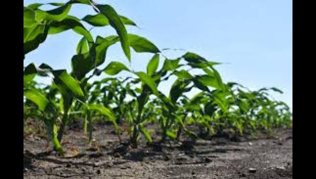 Special photo. Farmers are experiencing a stressful time as the heat and drought are playing havoc with crops.