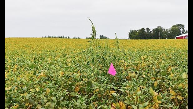 Special photo. A Palmer amaranth plant in a soybean field.