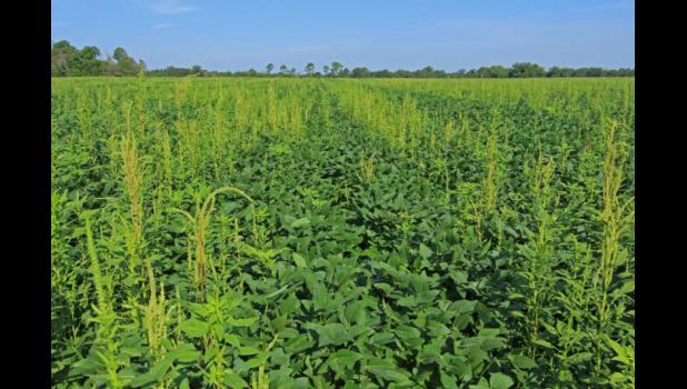 Special photo. Palmer Amaranth has been detected in Redwood County.
