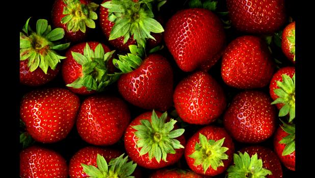 Special photo. Minnesota’s strawberry season is off to a slow start due to cold temperatures, but farmers expect to see an abundant berry season.