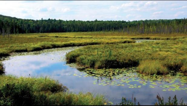 Special photo. Wetland mitigation banks allow farmers to remove or alter wetlands in their fields in exchange for purchasing credits in a mitigation bank.