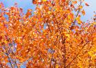 Colorful trees adorn the area.