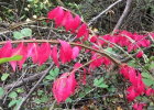 Winged burning bush has bright red leaves in the fall.