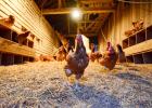 Minnesota livestock farmers and ranchers seeking to improve their livestock operations are encouraged to apply for the Agricultural Growth, Research and Innovation (AGRI) Livestock Investment Grant program.